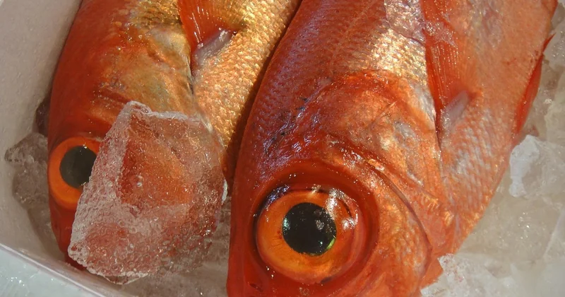 Tsukiji : attention à la confusion