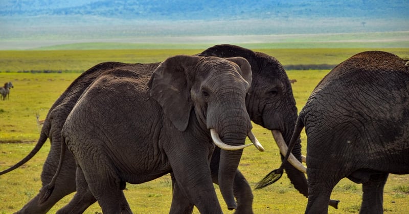 Safari responsable en Afrique : comment choisir un séjour éthique