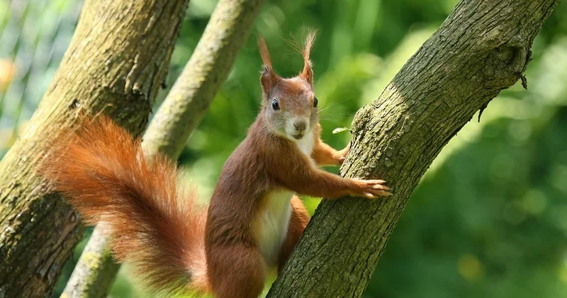 Comment observer des animaux dans leur milieu naturel sans les déranger