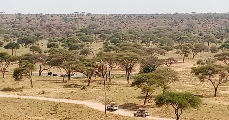 Voyage responsable en Afrique du Sud : le safari éthique qui change tout